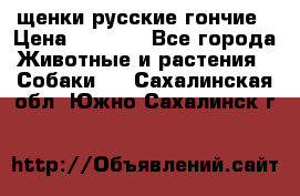 щенки русские гончие › Цена ­ 4 000 - Все города Животные и растения » Собаки   . Сахалинская обл.,Южно-Сахалинск г.